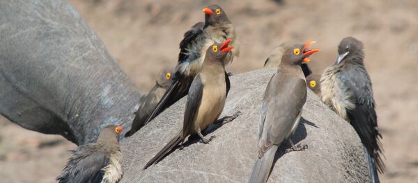 Piquebœuf à bec rouge Piquebœuf à bec rouge - Sputnik Afrique