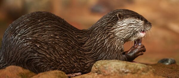 Loutre - Sputnik Afrique