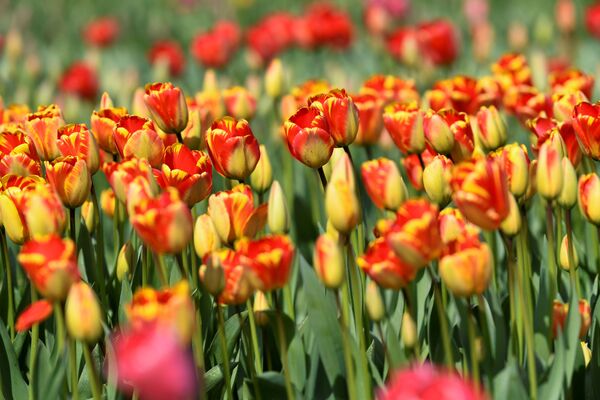 Les célèbres tulipes de Hollande elles aussi victimes du coronavirus

 - Sputnik Afrique