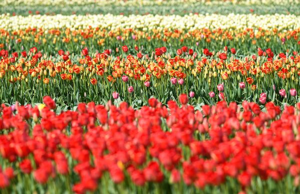 Les célèbres tulipes de Hollande elles aussi victimes du coronavirus

 - Sputnik Afrique