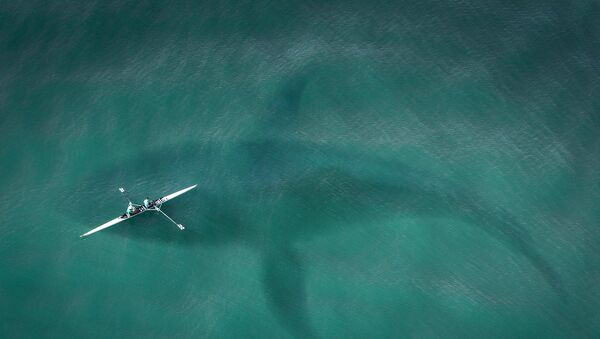 Silhouette d'un requin dans l'eau (image d'illustration) - Sputnik Afrique