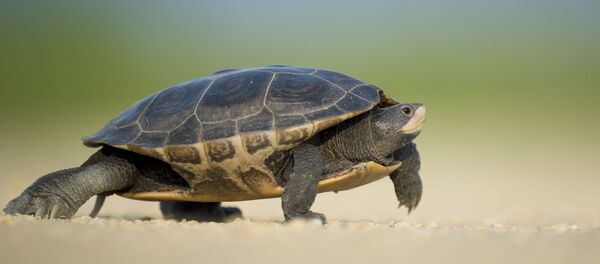 Une tortue - Sputnik Afrique