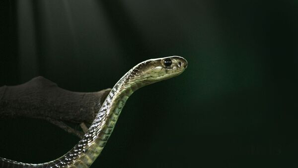 Un cobra royal - Sputnik Afrique
