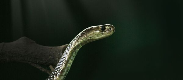 Un cobra royal - Sputnik Afrique