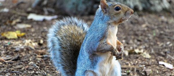 Un écureuil - Sputnik Afrique