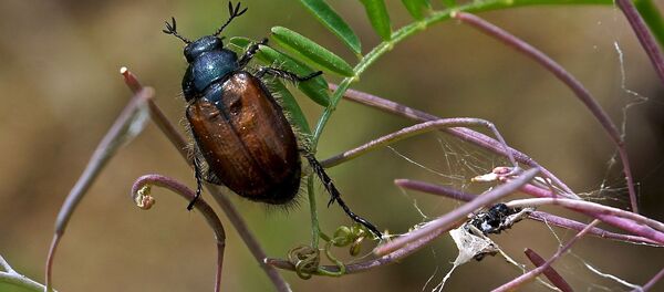 Un coléoptère - Sputnik Afrique
