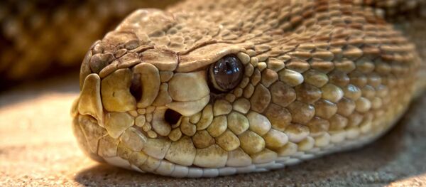 Un serpent - Sputnik Afrique