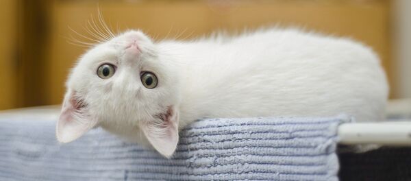 Un chat Un chat - Sputnik Afrique