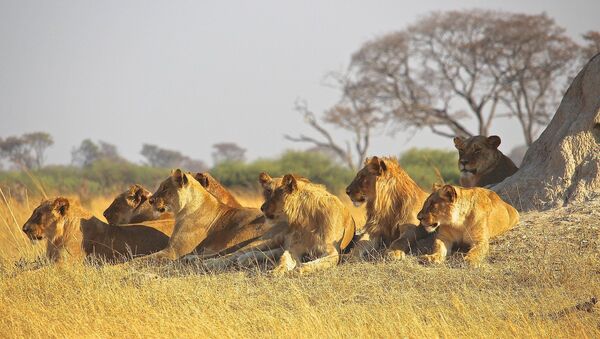 Des lions - Sputnik Afrique