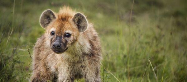 Hyène - Sputnik Afrique