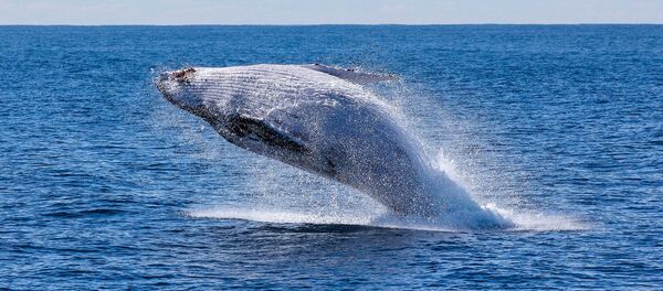 Une baleine (image d'illustration) - Sputnik Afrique
