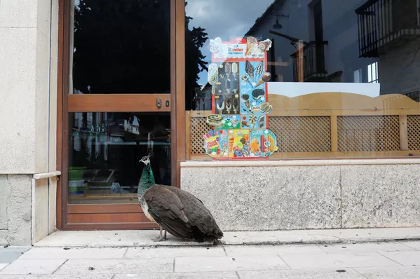 Animaux sauvages en ville: les nouveaux voisins de l’homme pendant la pandémie
Animaux sauvages en ville: les nouveaux voisins de l’homme pendant la pandémie
- Sputnik Afrique