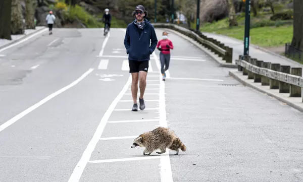Animaux sauvages en ville: les nouveaux voisins de l’homme pendant la pandémie
Animaux sauvages en ville: les nouveaux voisins de l’homme pendant la pandémie
- Sputnik Afrique