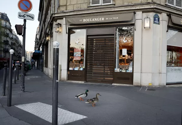 Animaux sauvages en ville: les nouveaux voisins de l’homme pendant la pandémie
Animaux sauvages en ville: les nouveaux voisins de l’homme pendant la pandémie
- Sputnik Afrique
