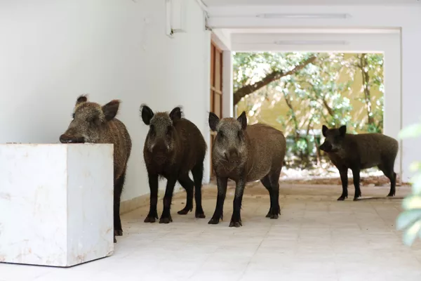 Animaux sauvages en ville: les nouveaux voisins de l’homme pendant la pandémie
Animaux sauvages en ville: les nouveaux voisins de l’homme pendant la pandémie
- Sputnik Afrique