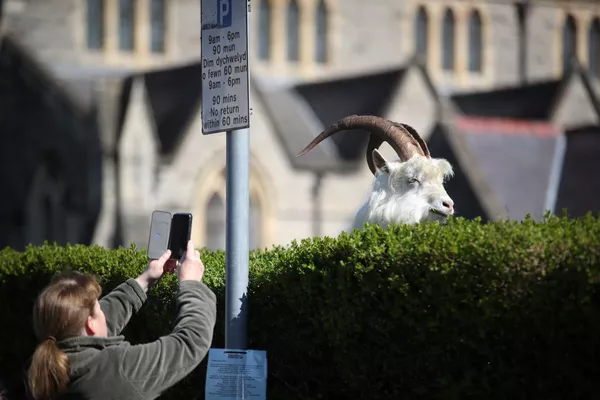 Animaux sauvages en ville: les nouveaux voisins de l’homme pendant la pandémie
Animaux sauvages en ville: les nouveaux voisins de l’homme pendant la pandémie
- Sputnik Afrique
