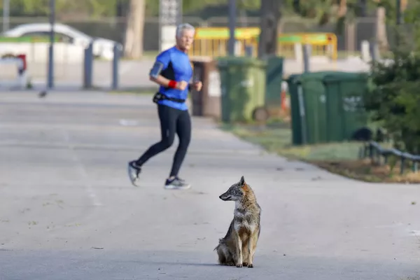 Animaux sauvages en ville: les nouveaux voisins de l’homme pendant la pandémie
Animaux sauvages en ville: les nouveaux voisins de l’homme pendant la pandémie
- Sputnik Afrique