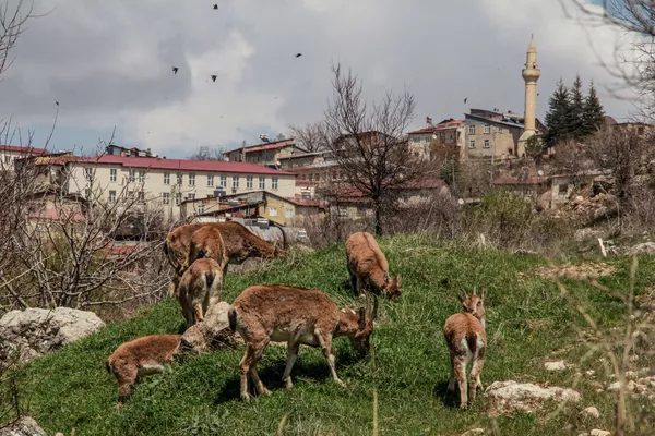 Animaux sauvages en ville: les nouveaux voisins de l’homme pendant la pandémie
Animaux sauvages en ville: les nouveaux voisins de l’homme pendant la pandémie
- Sputnik Afrique