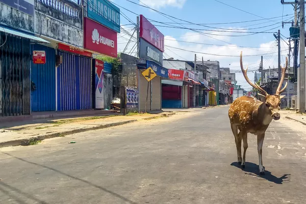 Animaux sauvages en ville: les nouveaux voisins de l’homme pendant la pandémie
Animaux sauvages en ville: les nouveaux voisins de l’homme pendant la pandémie
- Sputnik Afrique