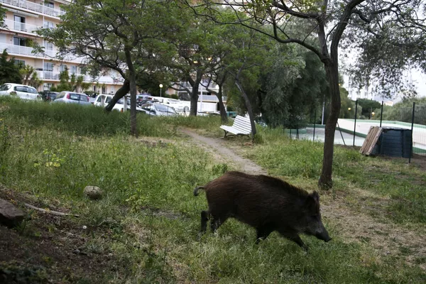 Animaux sauvages en ville: les nouveaux voisins de l’homme pendant la pandémie
Animaux sauvages en ville: les nouveaux voisins de l’homme pendant la pandémie
- Sputnik Afrique