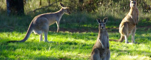 Kangourou Kangourou - Sputnik Afrique