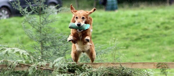 Un chien saute  - Sputnik Afrique