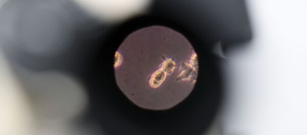 Un échantillon observé au microscope - Sputnik Afrique
