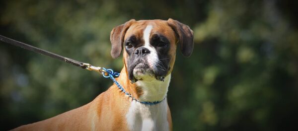 Un boxer - Sputnik Afrique