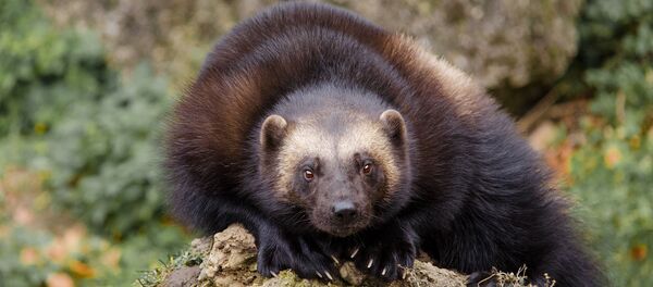 Glouton - Sputnik Afrique