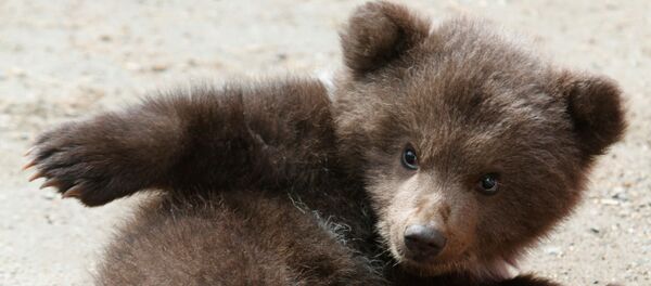 Un ourson - Sputnik Afrique