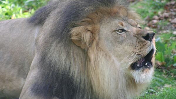 Un lion du zoo de Bronx - Sputnik Afrique