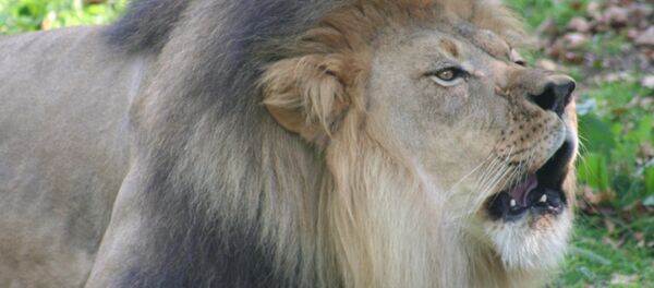 Un lion du zoo de Bronx - Sputnik Afrique