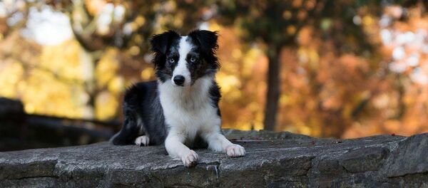 Un berger australien miniature (image d'illustration) Un berger australien miniature (image d'illustration) - Sputnik Afrique