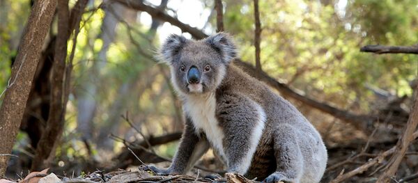 Un koala - Sputnik Afrique