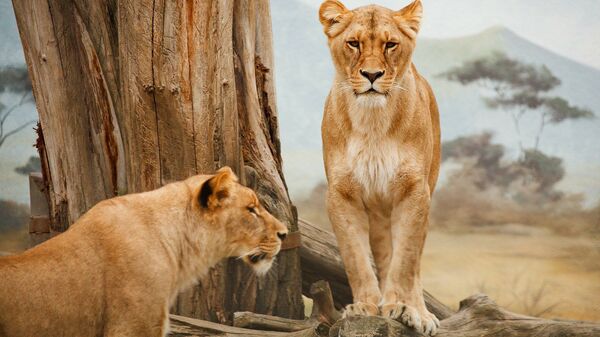 Des lions (image d'illustration) - Sputnik Afrique
