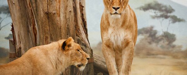 Des lions Des lions - Sputnik Afrique