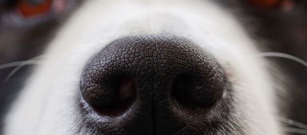 Le nez d'un chien - Sputnik Afrique