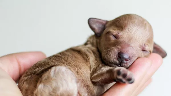 Un chiot (image d'illustration) - Sputnik Afrique