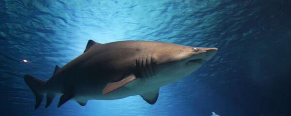 Un requin - Sputnik Afrique