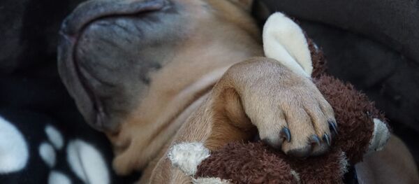 Pattes d'un bouledogue (image d'illustration) - Sputnik Afrique