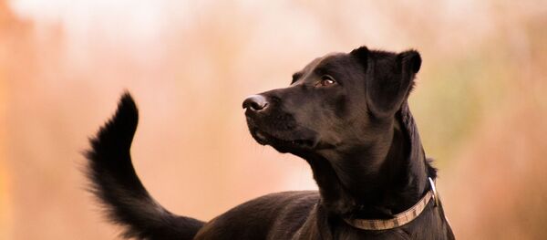 Un labrador (image d'illustraiton) - Sputnik Afrique