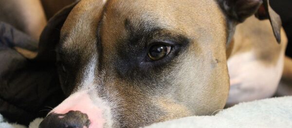 Un pitbull (image d'illustration) - Sputnik Afrique