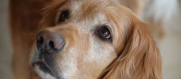 Un chien (image d'illustration) - Sputnik Afrique