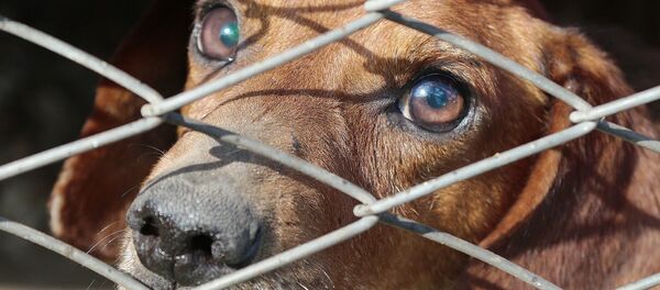 Un chien triste, image d'illustration - Sputnik Afrique