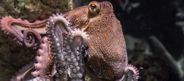 Une pieuvre - Sputnik Afrique