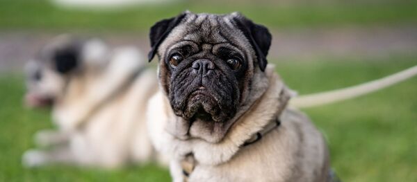 Un carlin - Sputnik Afrique