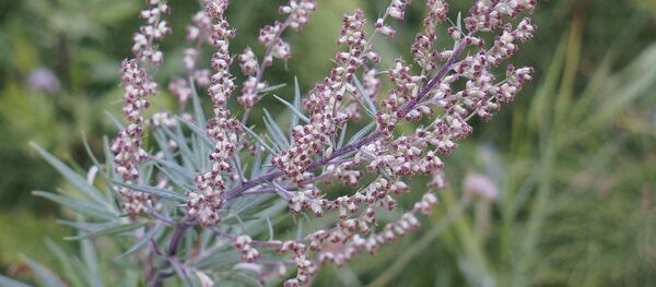 L'artémisia - Sputnik Afrique