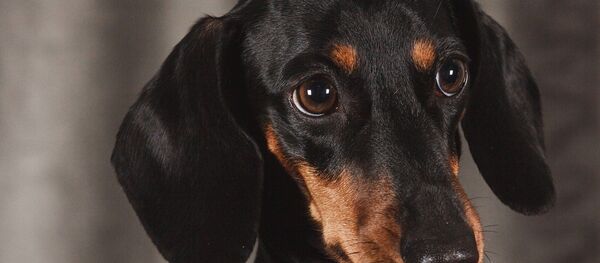 Un teckel - Sputnik Afrique