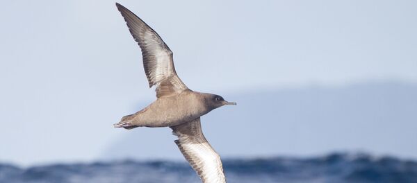 puffins fuligineux  - Sputnik Afrique