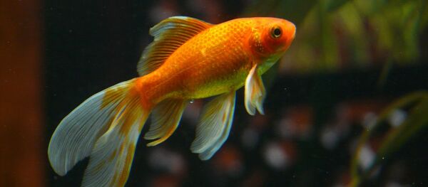 un poisson, image d'illustration - Sputnik Afrique